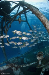 Resident jack fish at the USS Kittiwake by Nadya Kulagina 